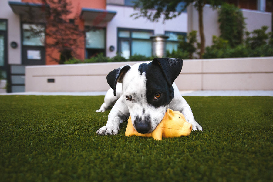 Cómo elegir juguetes adecuados para perros pequeños
