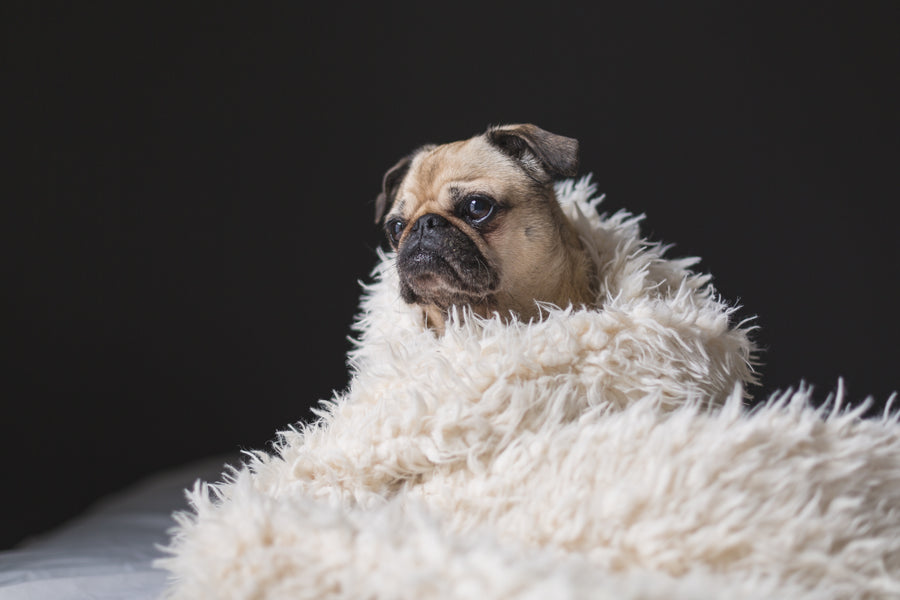 ¿Qué debes tener en cuenta para al elegir el alimento para tu perro?