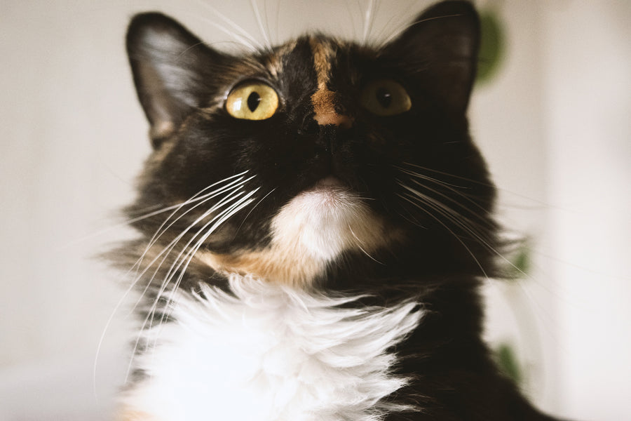 4 consejos para que el pelo de tu gato sea siempre brillante.